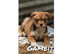 Adopt Gambit a Australian Kelpie