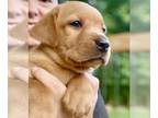 Labrador Retriever PUPPY FOR SALE ADN-436783 - 10 AKC Lab Puppies Red Fox Yellow
