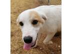 Adopt Heidi a White - with Brown or Chocolate Mixed Breed (Medium) / Mixed dog