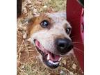 Adopt Diva a Tan/Yellow/Fawn Australian Cattle Dog / Mixed dog in Guthrie