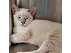 Adopt Catpuccino a White (Mostly) Domestic Shorthair / Mixed cat in Lakeland