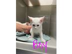 Adopt Bode a White Domestic Shorthair / Domestic Shorthair / Mixed cat in