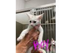 Adopt Pinwheel a White Domestic Shorthair / Domestic Shorthair / Mixed cat in