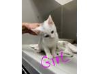 Adopt Sunflower a White Domestic Shorthair / Domestic Shorthair / Mixed cat in
