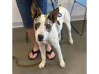 Adopt Izzy a White Australian Cattle Dog / Mixed dog in Fresno, CA (35481807)
