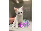 Adopt Cosmos a White Domestic Shorthair / Domestic Shorthair / Mixed cat in