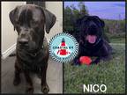 Adopt Nico a Brindle Mastiff / Mixed dog in St. Andrews, NS (35481423)