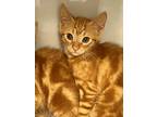 Adopt Lorenzo a Orange or Red Domestic Shorthair / Domestic Shorthair / Mixed