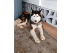 Adopt CONTESSA a White - with Black Husky / Mixed dog in Palmetto, FL (35480640)