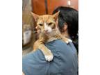 Adopt Persimmon: Young Sweet Beauty a Orange or Red (Mostly) Domestic Mediumhair