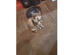Adopt Pebble a Calico or Dilute Calico Domestic Shorthair / Mixed cat in