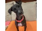 Adopt Puma a Black Dachshund / Mixed dog in Fresno, CA (35478406)