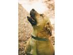 Adopt Ricki a Brown/Chocolate Labrador Retriever / Mixed dog in Sunderland
