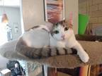 Adopt Raven a White (Mostly) Calico / Mixed (short coat) cat in Haines City