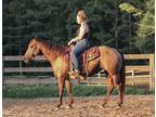 Dollar 5 year old ranch mare