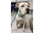 Adopt CHRISSY a Pit Bull Terrier, Mixed Breed