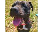 Adopt BRIAR a Black American Pit Bull Terrier / Boxer / Mixed dog in Green Cove