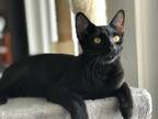 Adopt Brownie a All Black Domestic Shorthair (short coat) cat in High Springs