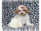 ShihPoo PUPPY FOR SALE ADN-437279 - Delilah