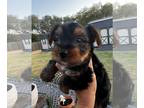 Yorkshire Terrier PUPPY FOR SALE ADN-437116 - yorkies parti And traditional
