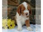 Cocker Spaniel-Poodle (Miniature) Mix PUPPY FOR SALE ADN-437128 - Cockapoo For