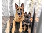 German Shepherd Dog PUPPY FOR SALE ADN-437224 - German Shepherd