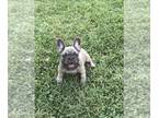 French Bulldog PUPPY FOR SALE ADN-437593 - AKC Fawn Frenchies