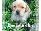Labrador Retriever PUPPY FOR SALE ADN-437741 - Pure bred AKC Lab for sale
