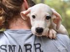 Adopt Logan (Porter puppies) a Great Dane, Labrador Retriever