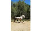 Remarkable Andalusian Gelding