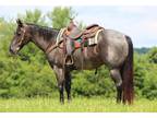 AQHA Blue Roan Gelding Trail Arena and Ranch Super Nice All Around