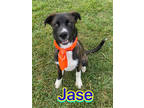 Adopt Jase a Black Husky / Terrier (Unknown Type, Small) / Mixed dog in