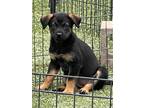 Adopt Alexis a Tricolor (Tan/Brown & Black & White) Australian Shepherd / Border
