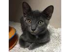 Adopt Gregory a Gray or Blue Domestic Shorthair / Mixed cat in Lakeland