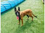 Adopt JULIETTE a Brown/Chocolate - with Black Belgian Malinois / Mixed dog in
