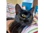 Adopt Cooper a All Black Domestic Shorthair (short coat) cat in Kensington