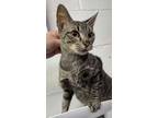 Adopt Iliac a Gray or Blue Domestic Shorthair / Domestic Shorthair / Mixed cat