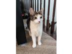 Adopt Mirabel a Orange or Red (Mostly) Domestic Shorthair / Mixed cat in West