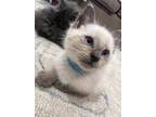 Adopt Fritter a Siamese / Mixed cat in Camden, SC (35487422)