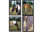 2 beautiful Mare girls female Horses for sale
