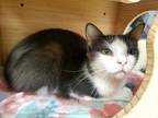 Adopt CLOUD a Gray or Blue (Mostly) Domestic Shorthair / Mixed (short coat) cat