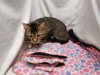 Adopt BRAD KITT a Brown Tabby Domestic Shorthair / Mixed (short coat) cat in