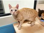Adopt DENNIS a Orange or Red Tabby Domestic Shorthair / Mixed (short coat) cat