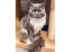 Adopt Bria a Gray or Blue Domestic Longhair / Domestic Shorthair / Mixed cat in