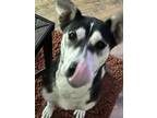 Adopt Lil Miss a White - with Black Husky / German Shepherd Dog / Mixed dog in