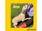 Adopt Arye a Yellow Labrador Retriever, Mixed Breed