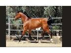 Endurance horse Registered Arabian Gelding
