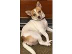 Adopt PUMPKIN - sweet and playful, even likes the cat! a Jack Russell Terrier