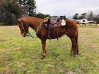 Penny Gaited Mare