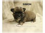 Chihuahua PUPPY FOR SALE ADN-438410 - AKC Simon PENDING